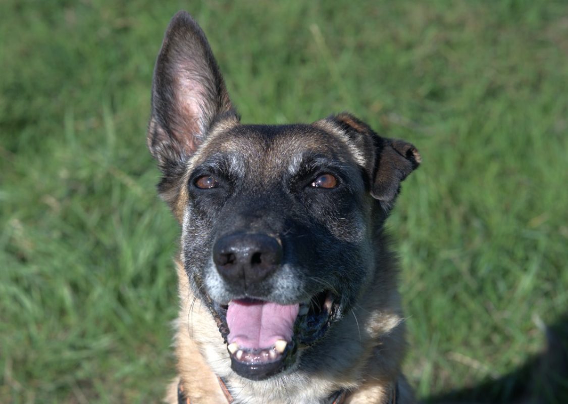 Veva - Chien Berger Belge Malinois à adopter - photo 2