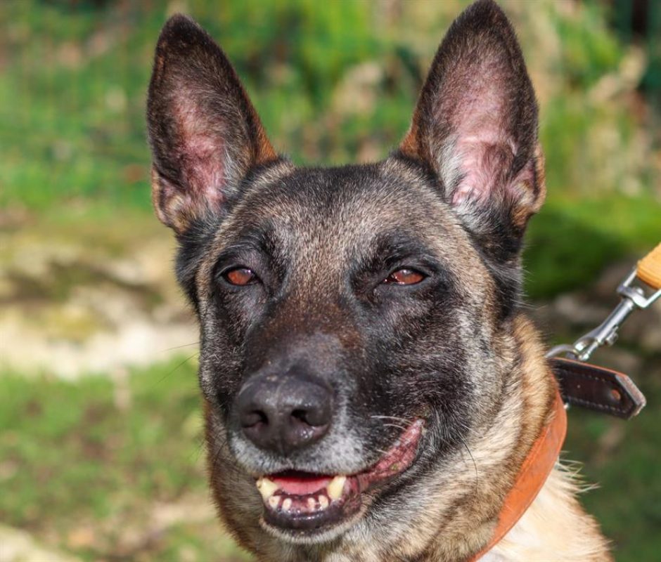 Veva - Chien Berger Belge Malinois à adopter - photo 3