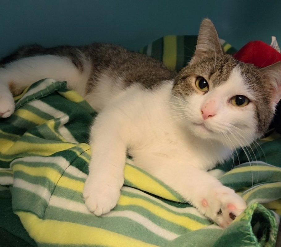 Norbert - Chat Européen à adopter