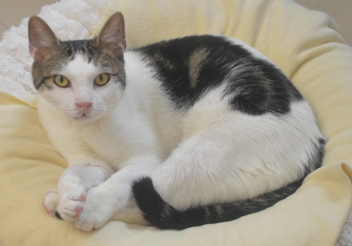 Bozzo - Chat Européen à adopter