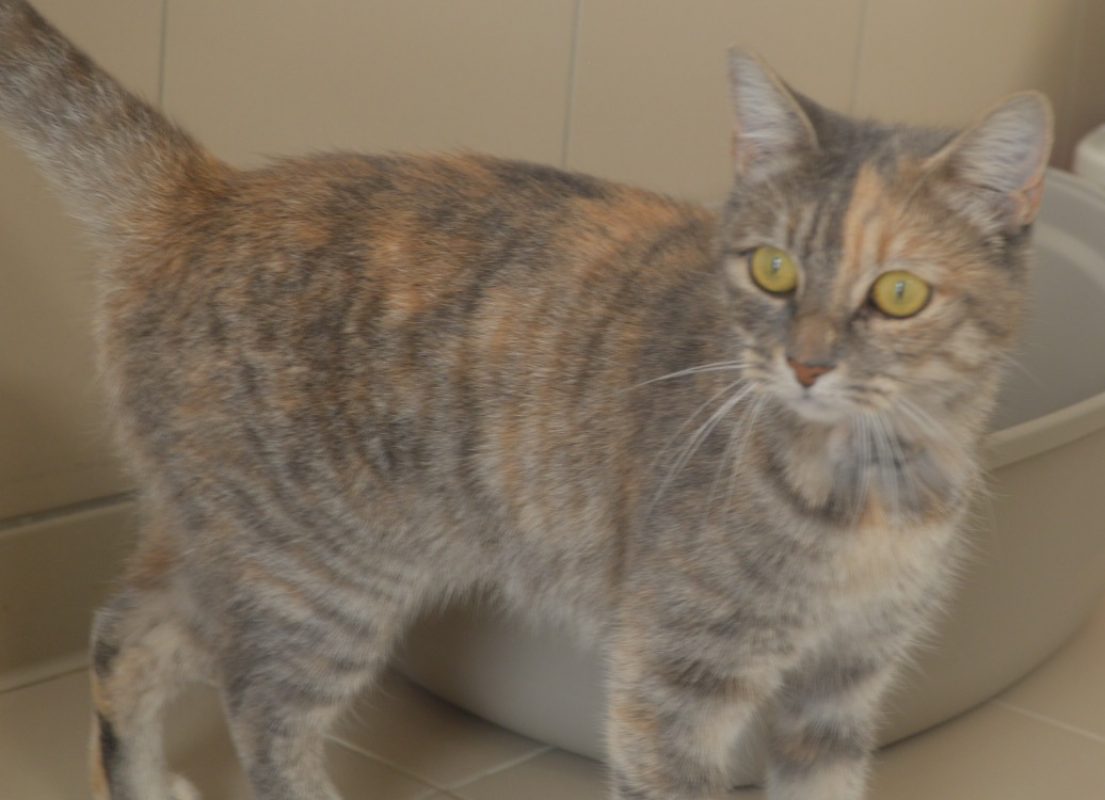 Suki - Chat Européen à adopter