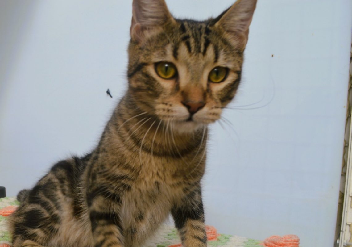 Neko - Chat Européen à adopter