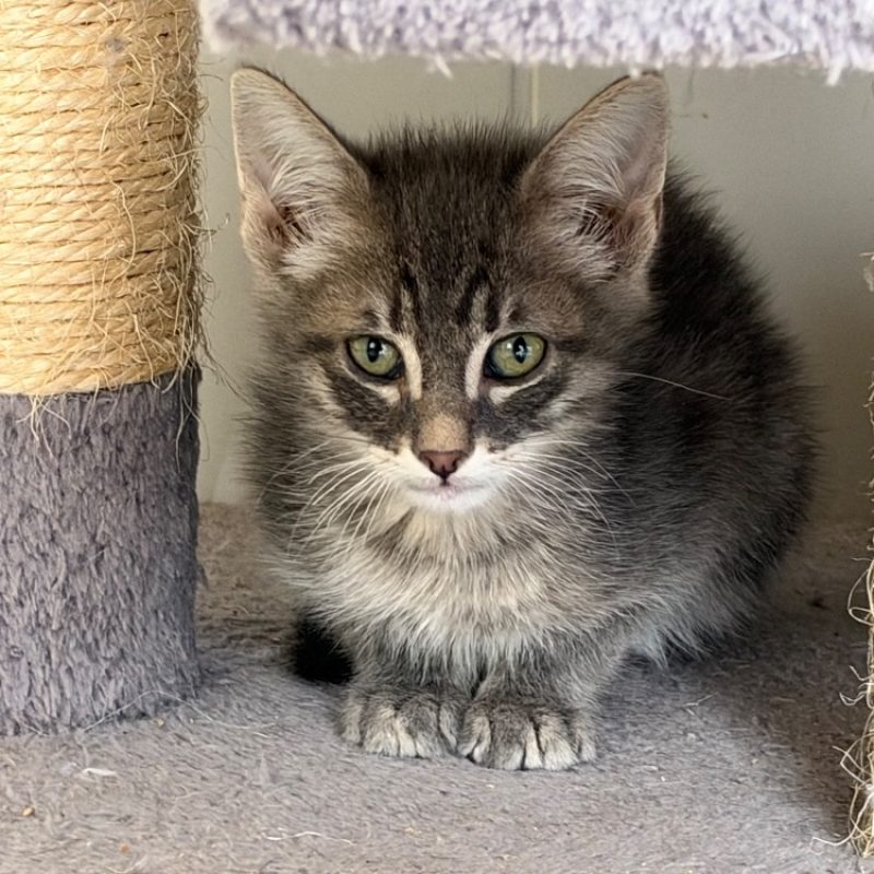 Balrog - Chat Européen à adopter