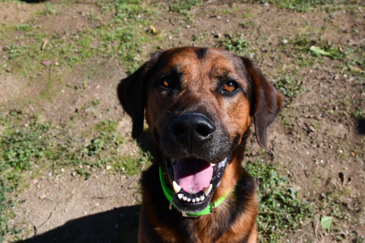 Django - Chien à adopter