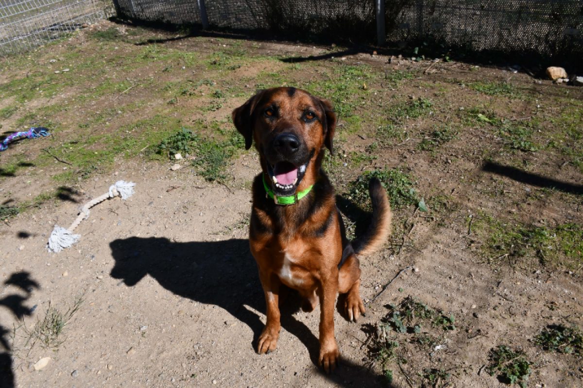 Django - Chien à adopter - photo 2