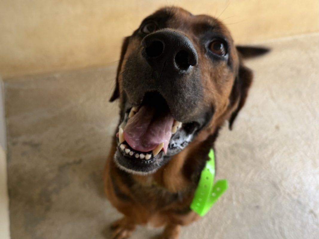 Django - Chien à adopter - photo 3
