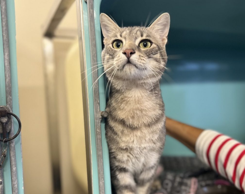 Natsu - Chat Européen à adopter