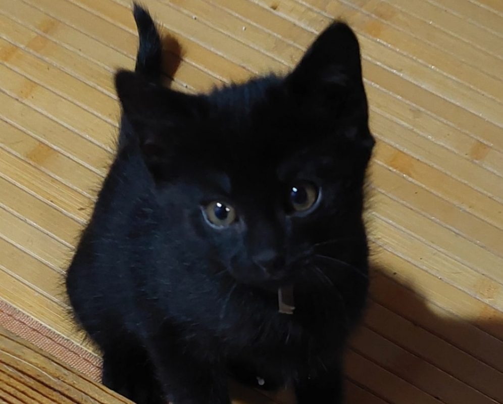 Mirabelle - Chat Européen à adopter