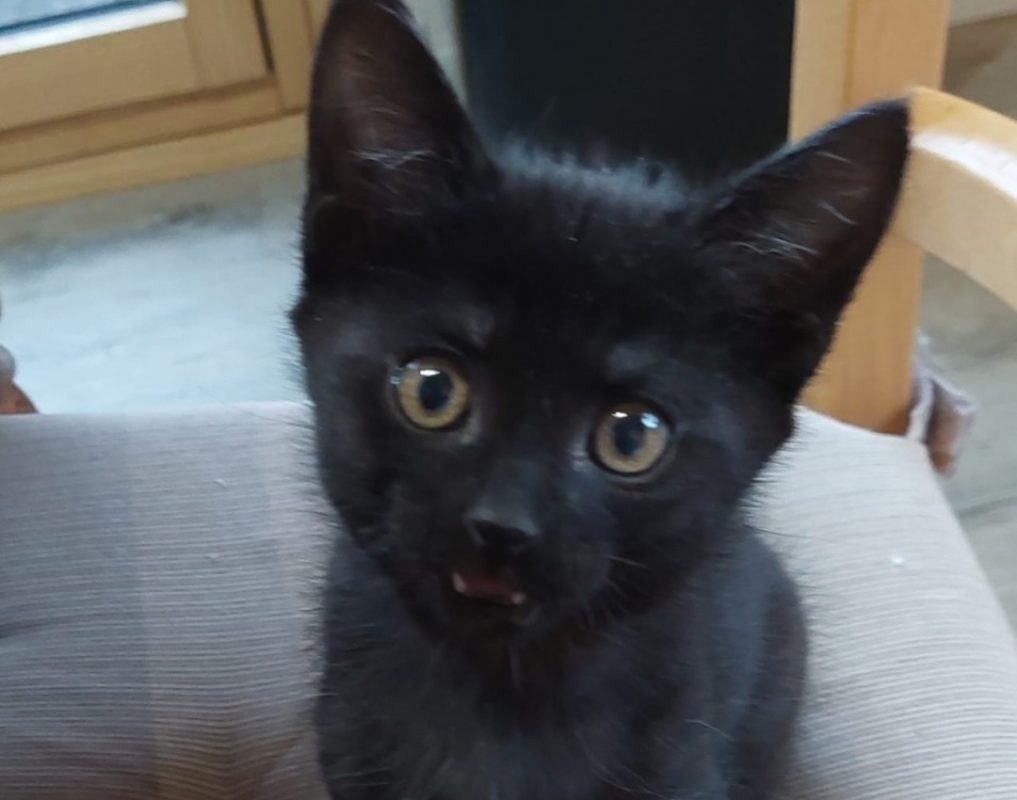 Cerise - Chat Européen à adopter