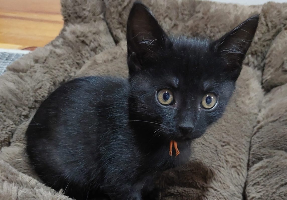 Abricot - Chat Européen à adopter