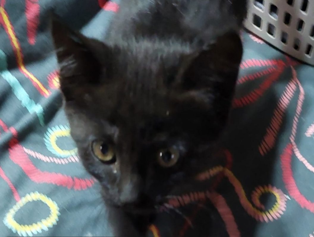 Kiwi - Chat Européen à adopter