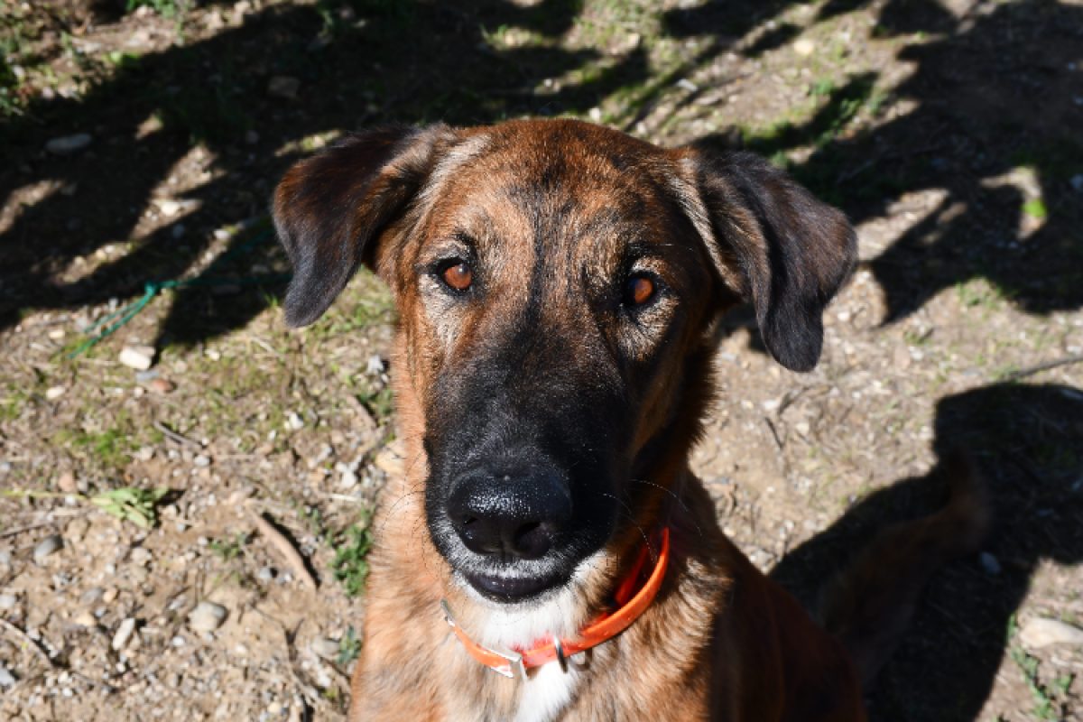 Kymbo - Chien Berger Belge Groenendael à adopter