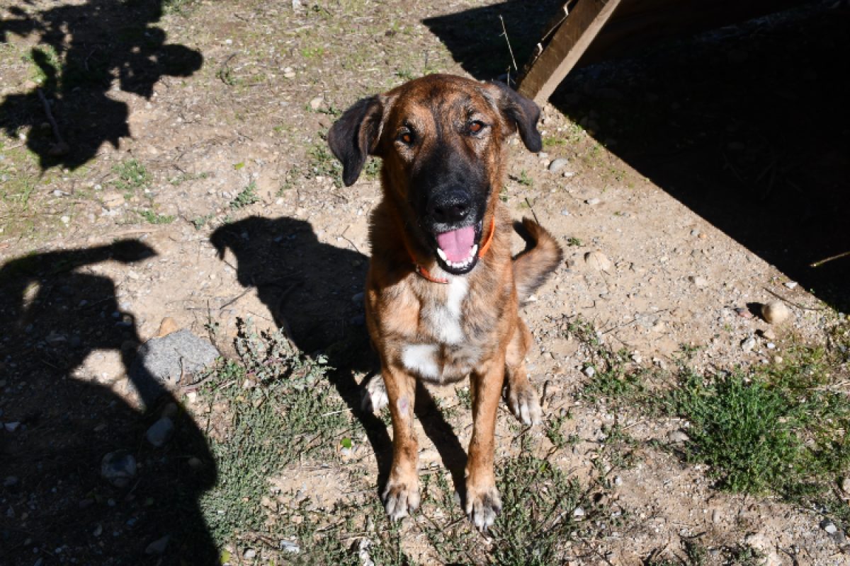 Kymbo - Chien Berger Belge Groenendael à adopter - photo 2
