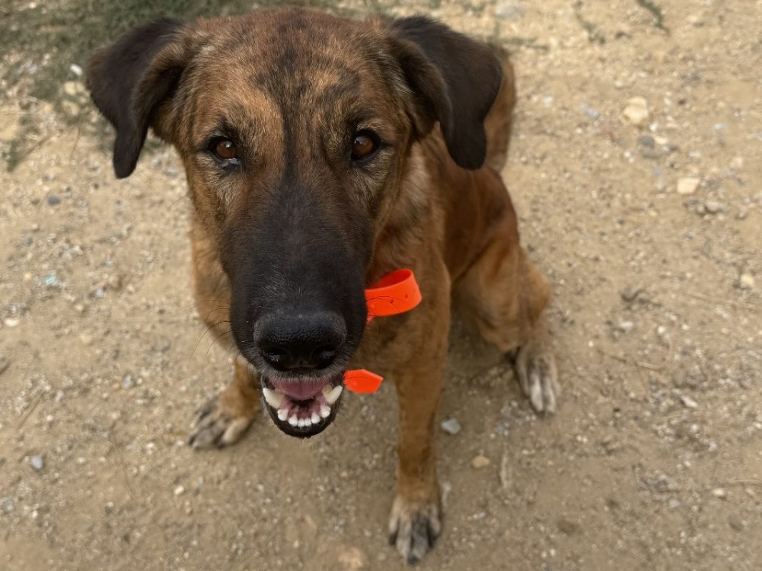 Kymbo - Chien Berger Belge Groenendael à adopter - photo 3