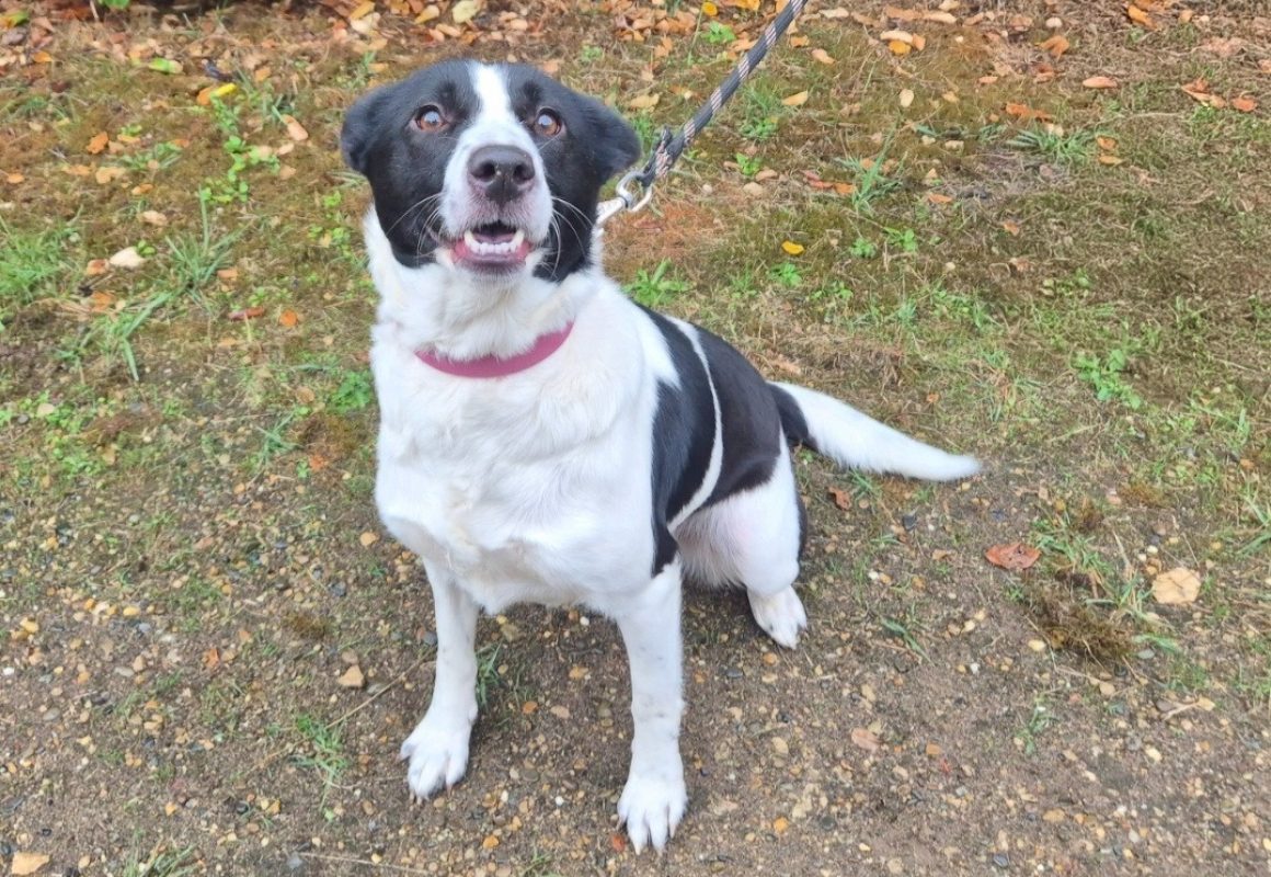 Olympe - Chien Border Collie à adopter