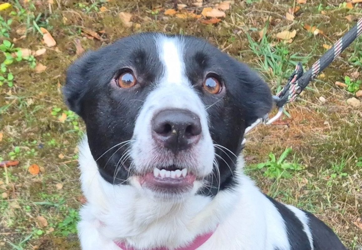Olympe - Chien Border Collie à adopter - photo 2