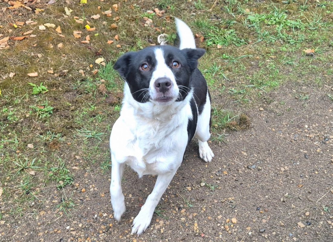 Olympe - Chien Border Collie à adopter - photo 3