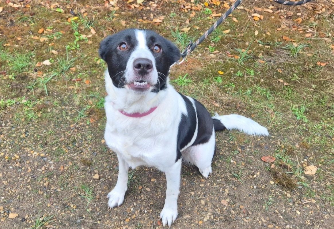 Olympe - Chien Border Collie à adopter - photo 4