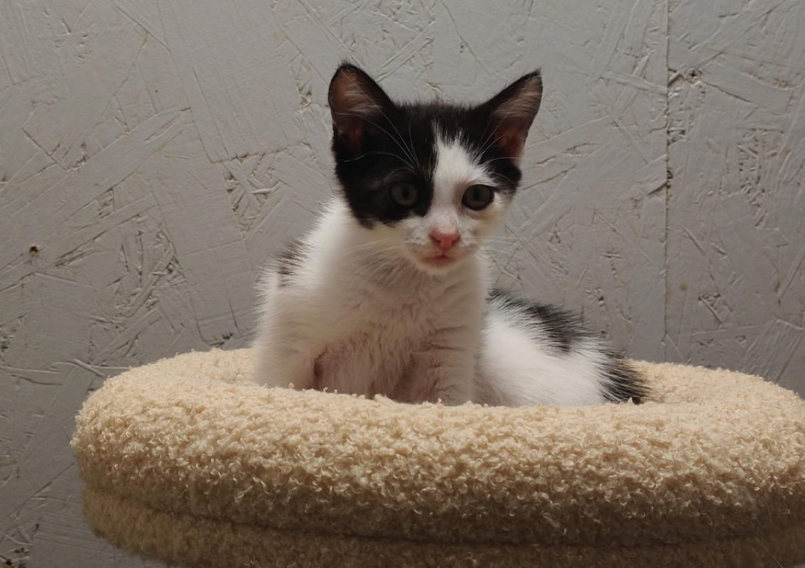 Callie - Chat Européen à adopter