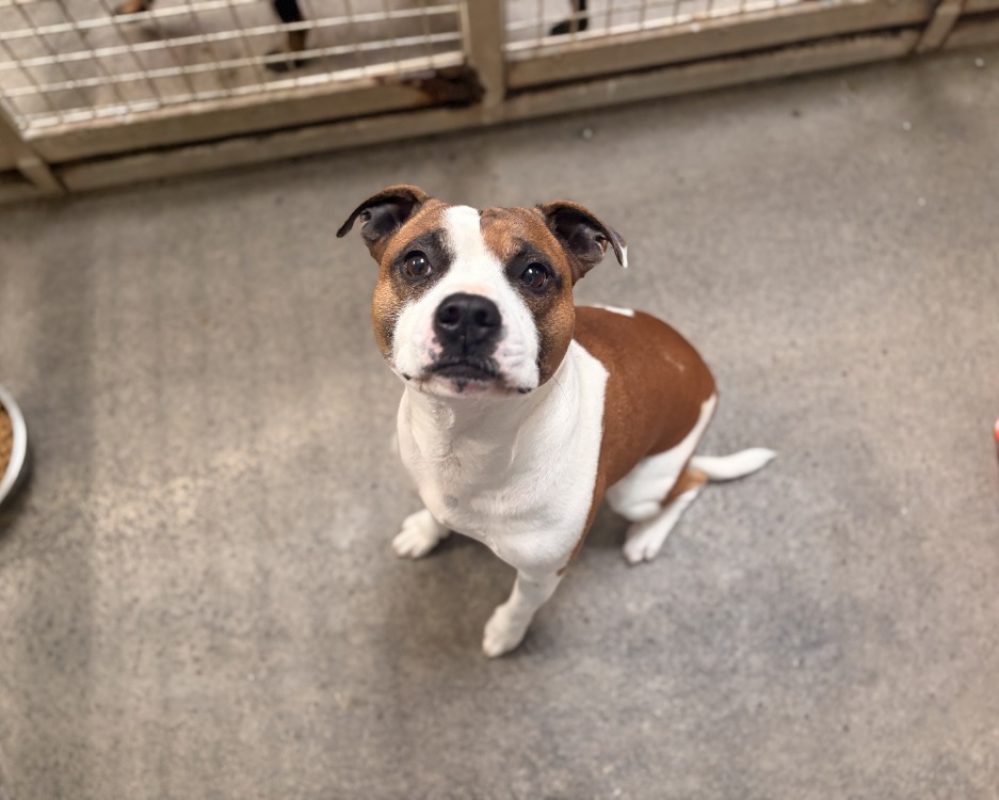 Mudir - Chien à adopter