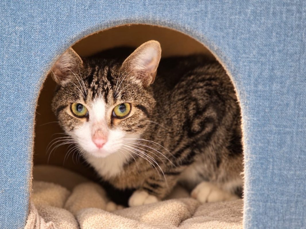 Idefix - Chat Européen à adopter