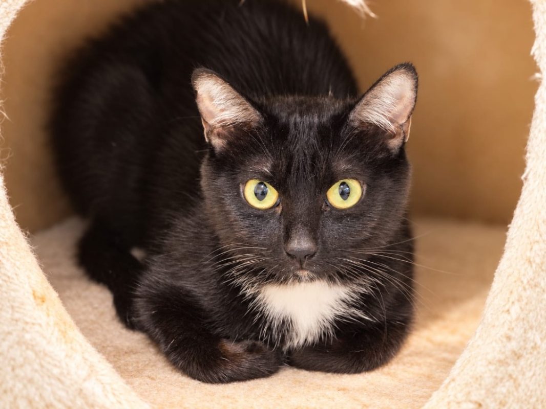 Pakita - Chat Européen à adopter