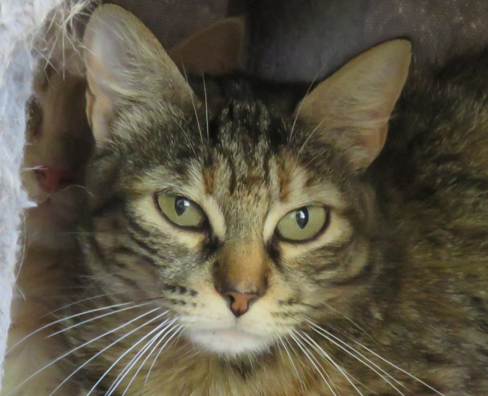 Photo #1 de Flanelle