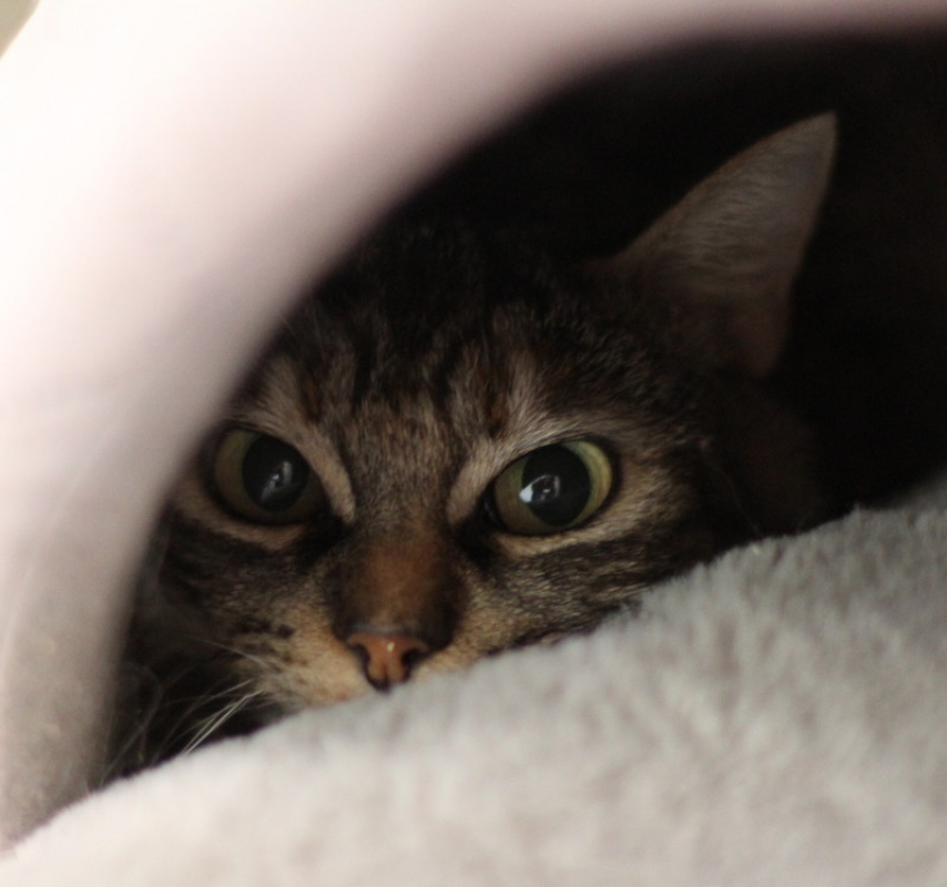 Photo #2 de Flanelle