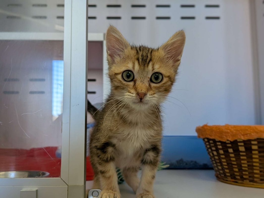 Caraxès - Chat Européen à adopter