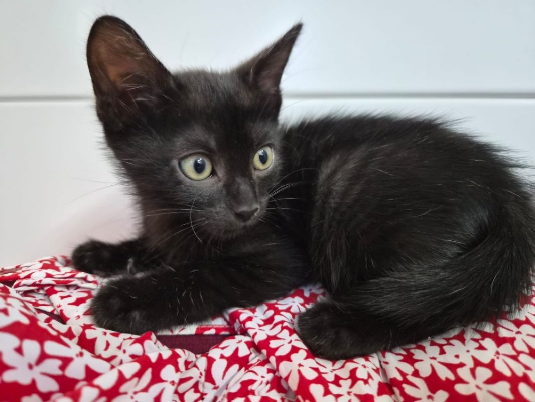 Bianca - Chat Européen à adopter
