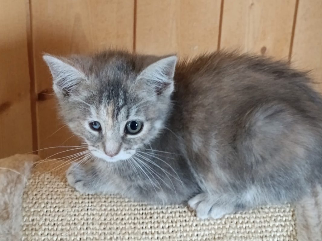 Kitty - Chat Européen à adopter
