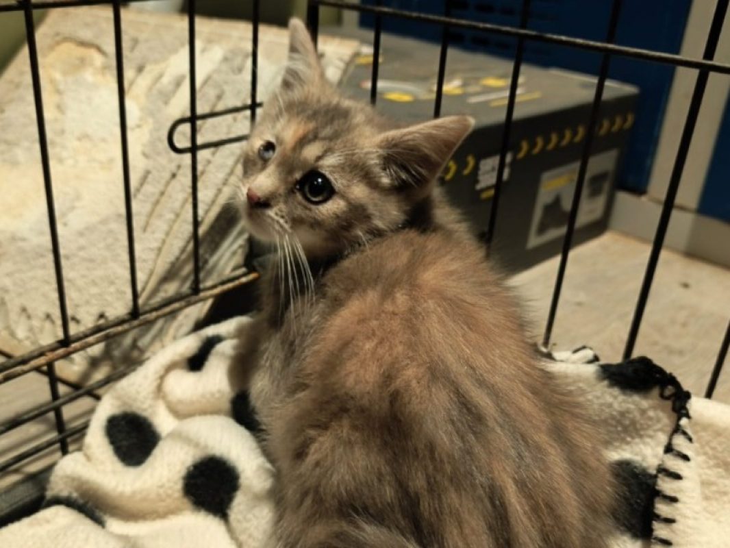 Kitty - Chat Européen à adopter - photo 2