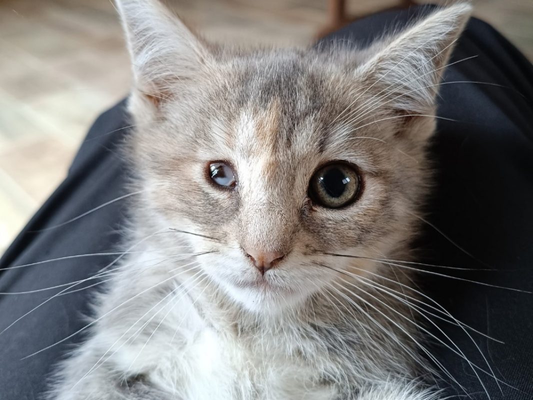 Kitty - Chat Européen à adopter - photo 3