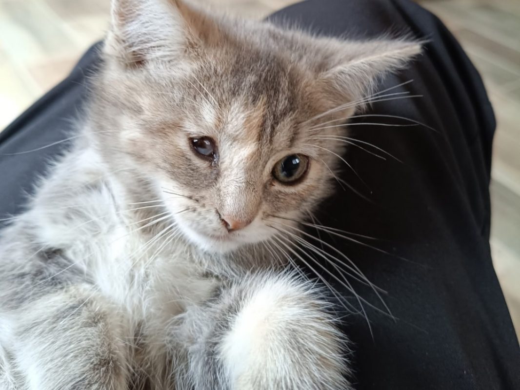 Kitty - Chat Européen à adopter - photo 4