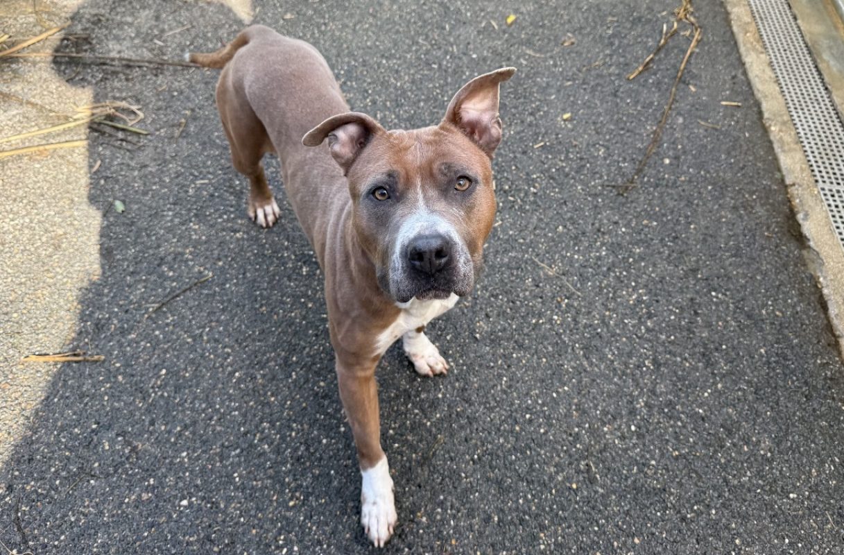 Corail - Chien Bouledogue Américain à adopter