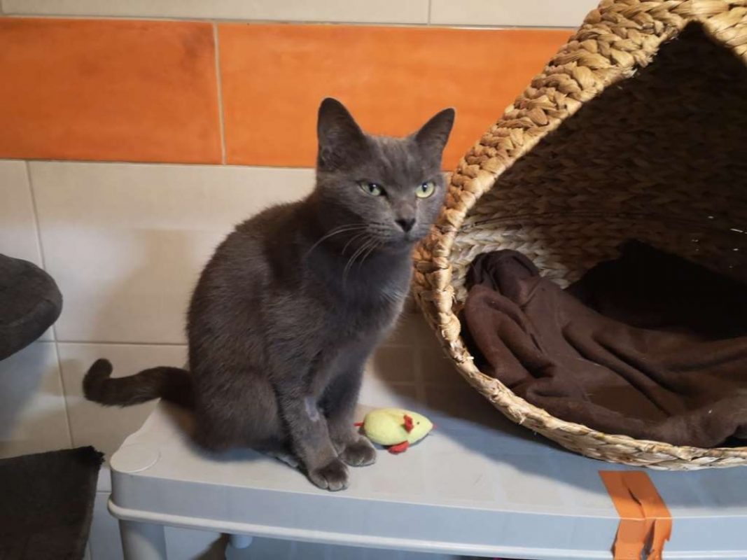 Yuka - Chat Européen à adopter