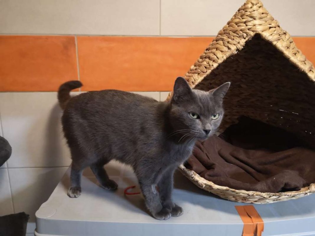 Yuka - Chat Européen à adopter - photo 2
