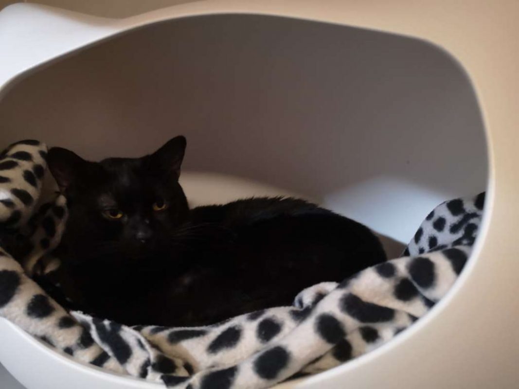 Buddy - Chat Européen à adopter