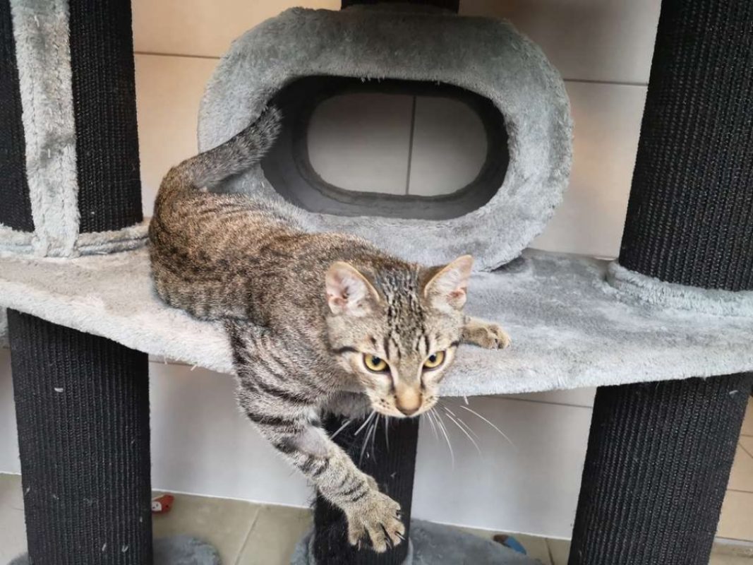 Boston - Chat Européen à adopter