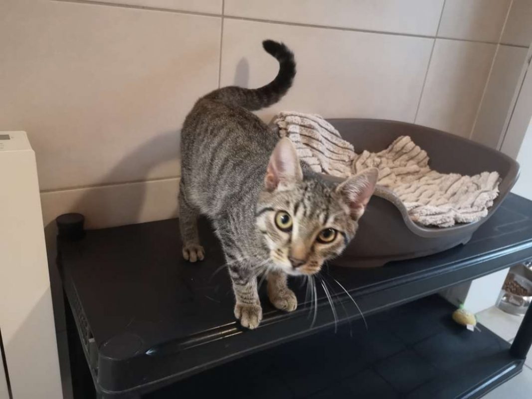 Boston - Chat Européen à adopter - photo 2