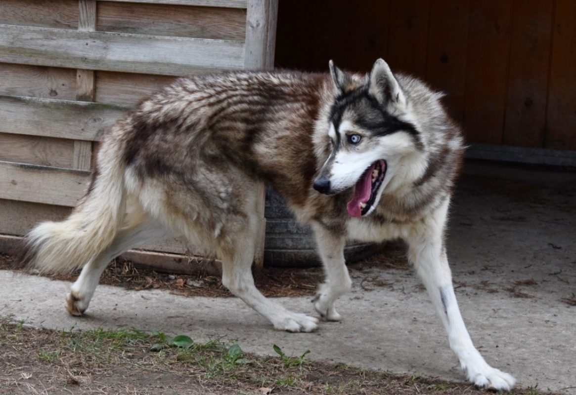 Jimmy - Chien Husky Sibérien à adopter