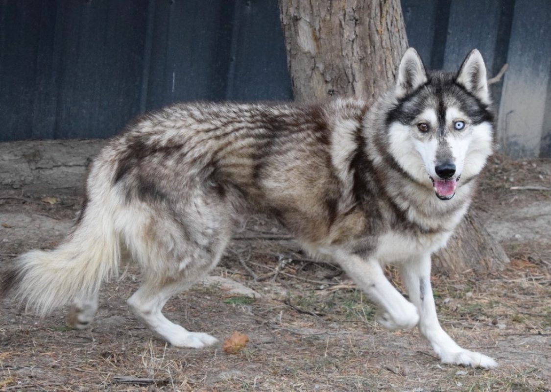 Jimmy - Chien Husky Sibérien à adopter - photo 2