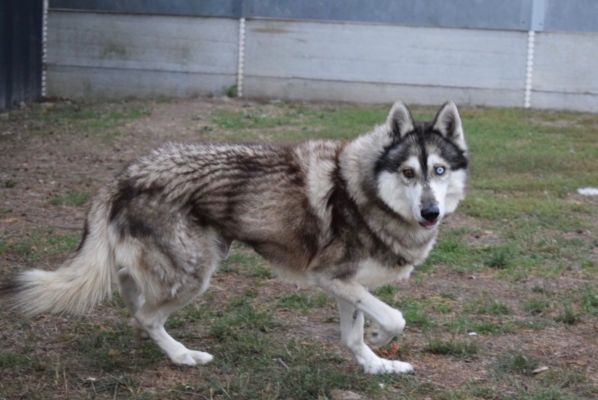 Jimmy - Chien Husky Sibérien à adopter - photo 3
