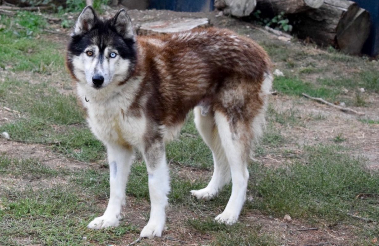 Jo - Chien Husky Sibérien à adopter