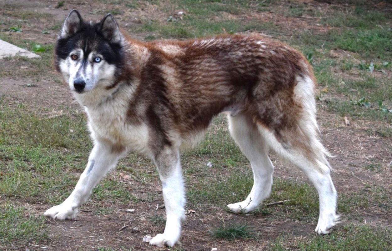 Jo - Chien Husky Sibérien à adopter - photo 2