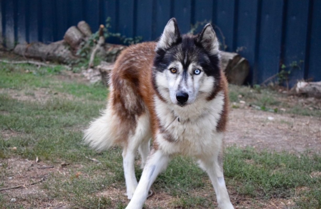 Jo - Chien Husky Sibérien à adopter - photo 3