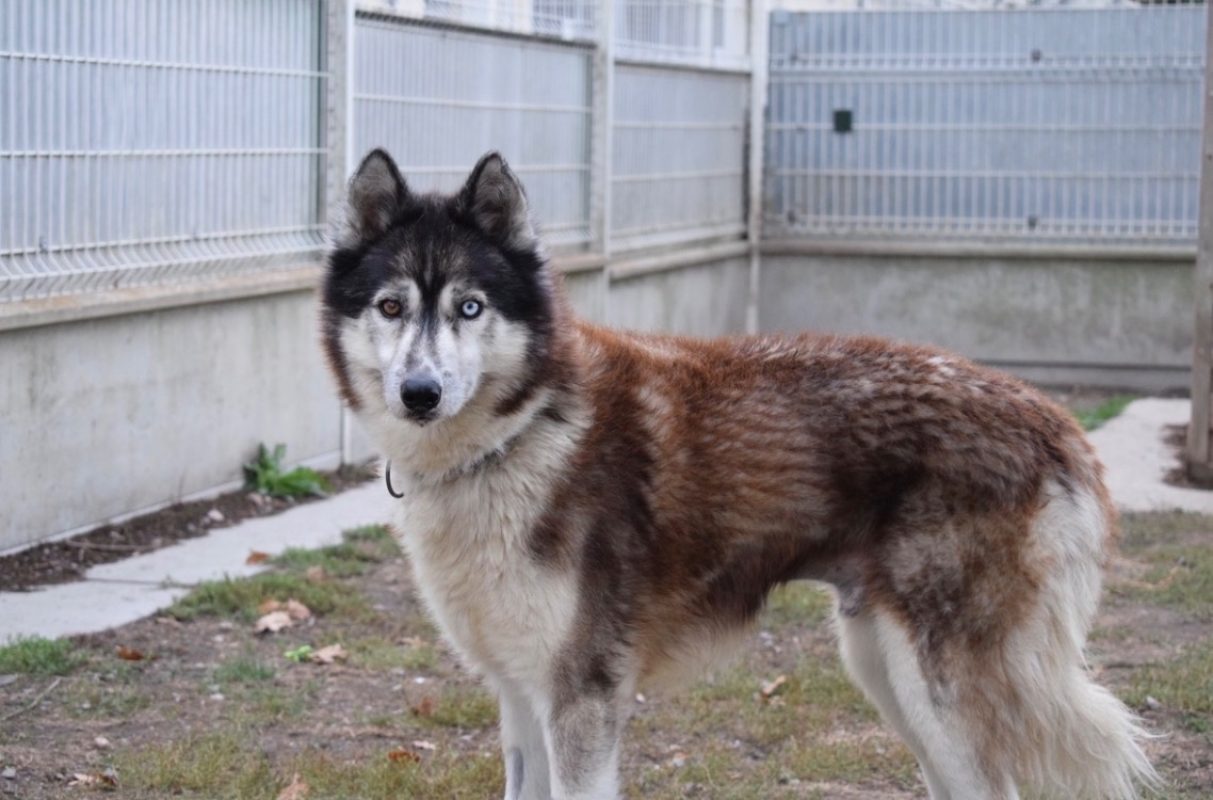 Jo - Chien Husky Sibérien à adopter - photo 4