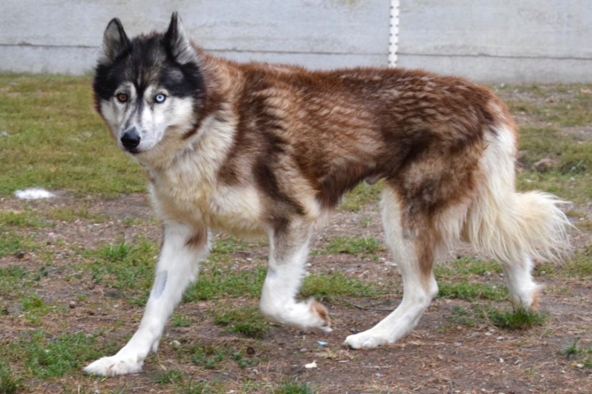 Jo - Chien Husky Sibérien à adopter - photo 5