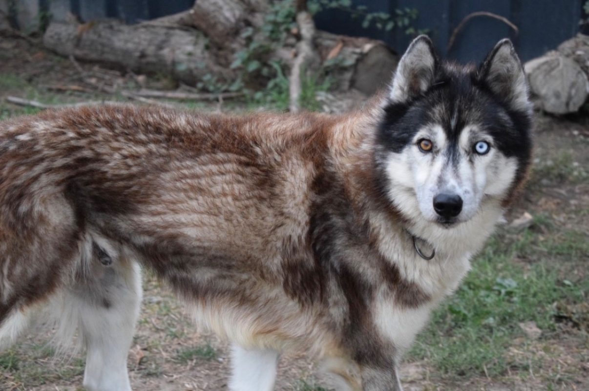 Jo - Chien Husky Sibérien à adopter - photo 6