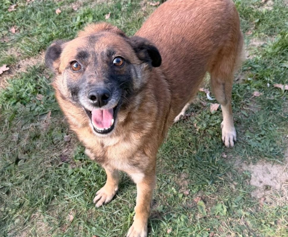 Icare - Chien à adopter